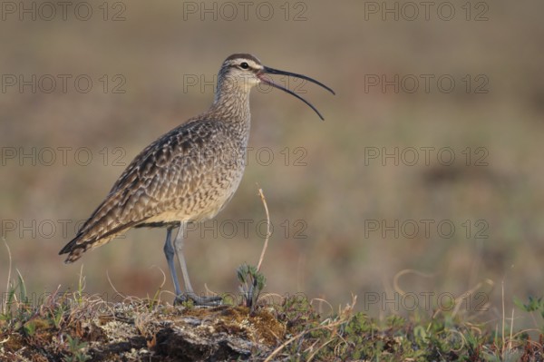 Whimbrel (Numenius phaeopus), Alaska, USA