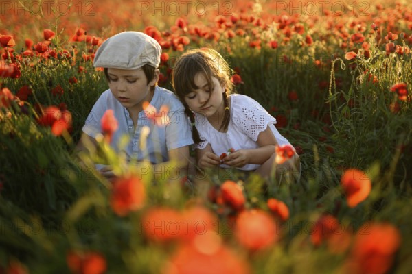 A young boy and girl, siblings, are closely observing and interacting with red poppies in a lush field at sunset. The serene scene highlights the tranquility and beauty of nature, accentuated by the glowing sunlight