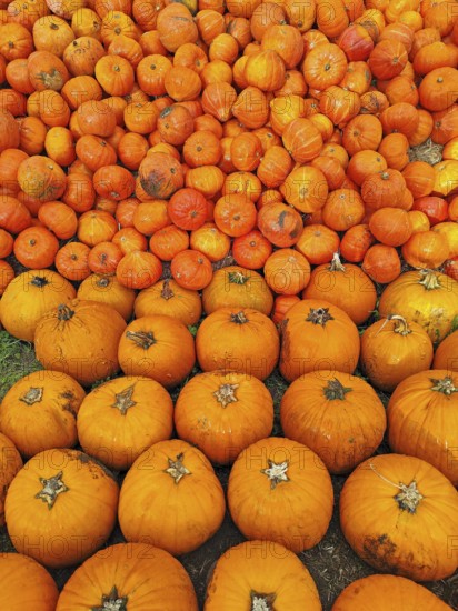 Hokkaido pumpkins, Lower Saxony, Germany