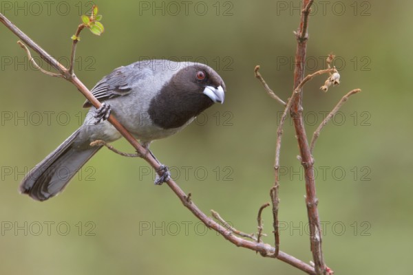 Black-faced Tanager (Schistochlamys melanopis) perched on a branch in Bolivia, South America