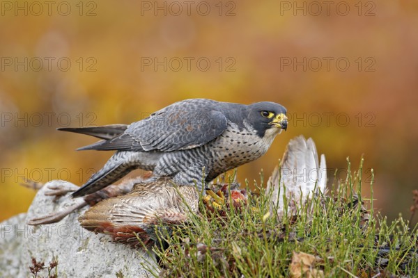 Bird behavour, falcon with catch bird. Bird of prey Peregrine Falcon feeding kill pheasant on the rock with yellow autumn background in the background. Wildlife scene from forest. Bird feeding bird