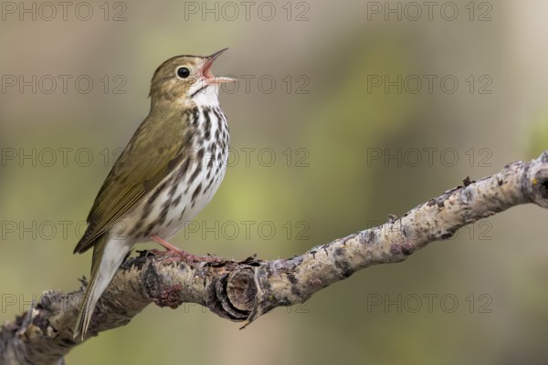 Ovenbird (Seiurus aurocapillus) perched on a branch in Ontario, Canada