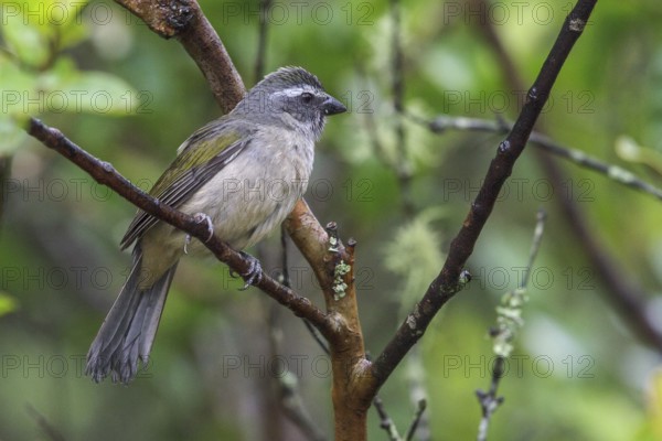Green-winged Saltator (Saltator similis) perched on a branch in the Atlantic rainforest of southeast Brazil