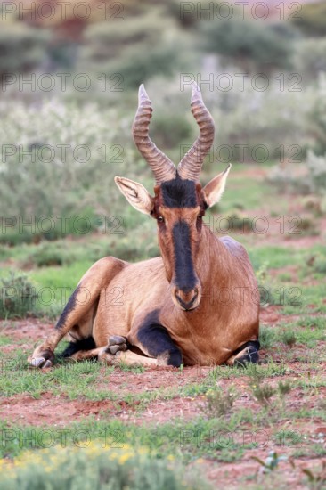 Red hartebeest (Alcelaphus buselaphus caama), Kaama, adult, sitting, alert, Mokala National Park, Northern Cape, South Africa