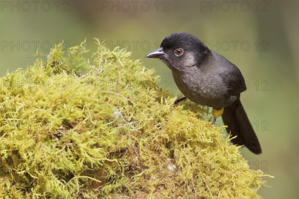 Yellow-thighed Finch (Pselliophorus tibialis) perched on a mossy stump in Costa Rica, Central America