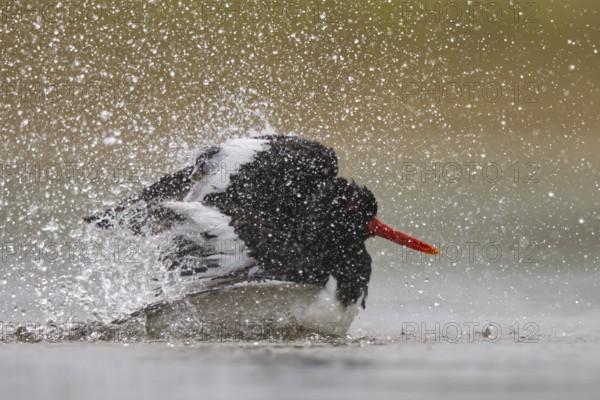 Eurasian Oystercatcher (Haematopus ostralegus) bathing, North Rhine-Westphalia, Germany