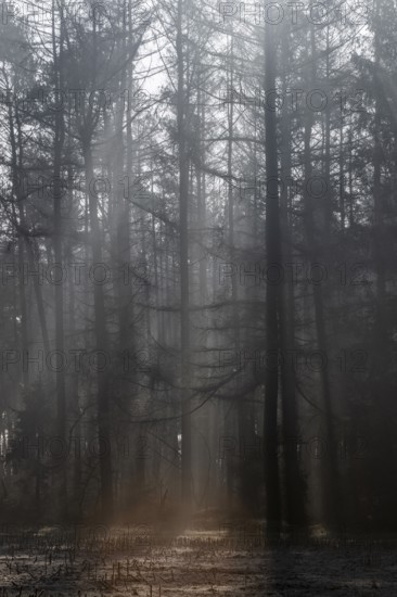 Rays of light in the forest, Emsland, Lower Saxony, Germany