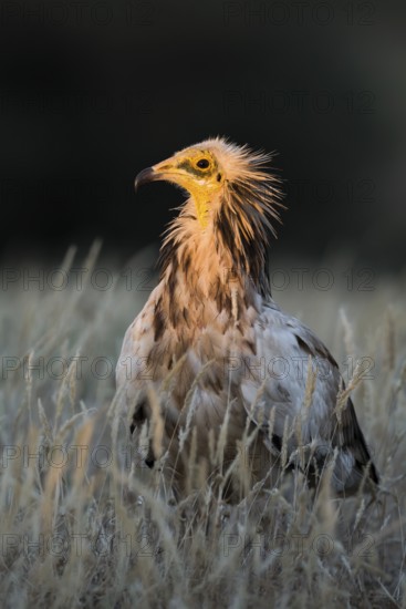Egyptian Vulture (Neophron percnopterus) in field, Castile-La Mancha, Spain