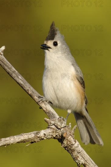 Black-crested Titmouse (Baeolophus atricristatus), Texas, USA