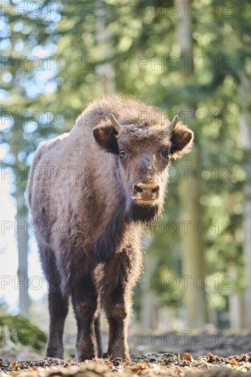 European bison (Bison bonasus) in a forest in spring, Bavarian Forest, Germany