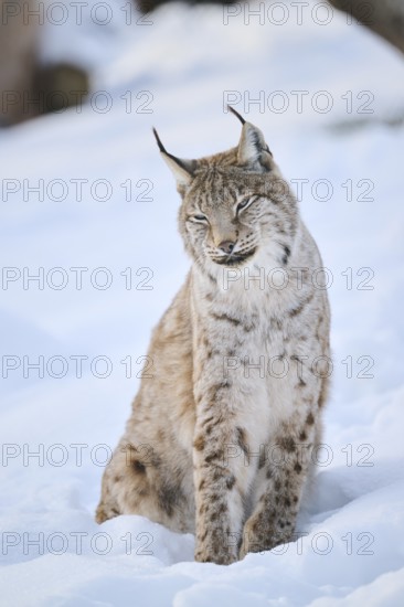 Eurasian lynx (Lynx lynx) sitting in the snow, Wildpark Aurach, Kitzbühl, Tirol, Austria