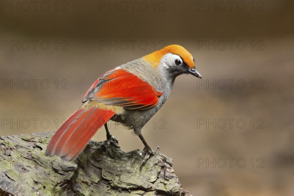 Red-tailed Laughingthrush (Trochalopteron milnei), Yunnan, China
