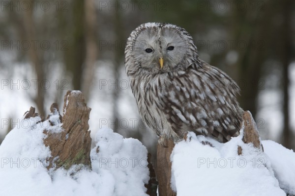 Ural Owl (Strix uralensis), Rhineland-Palatinate, Germany