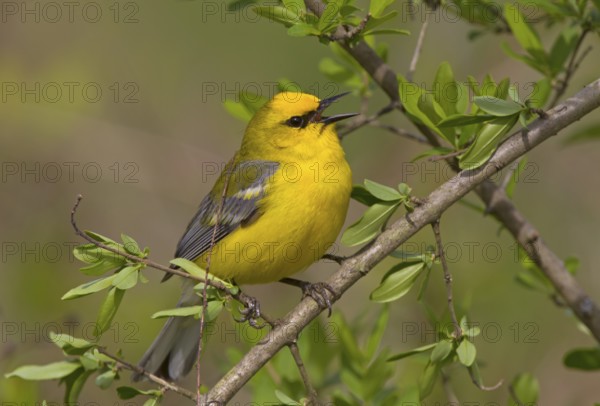 Blue-winged Warbler - male