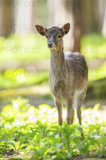 Fallow deer (Dama dama) fawn, in a forest, Bavaria, Germany