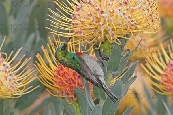 Southern Double-collared Sunbird (Cinnyris chalybeus) male, Western Cape, South Africa
