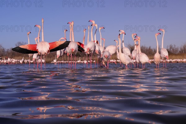 A captivating scene of pink flamingos at their nuptial stop in the French Camargue, with one flamingo displaying its vibrant wings