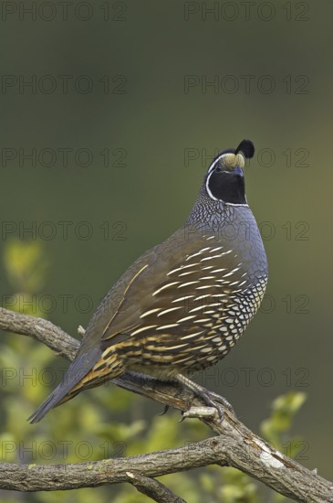 California Quail (Callipepla californica) male, California, USA