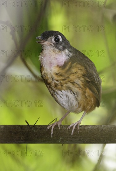 White-lored Antpitta (Hylopezus fulviventris), Napo, Ecuador