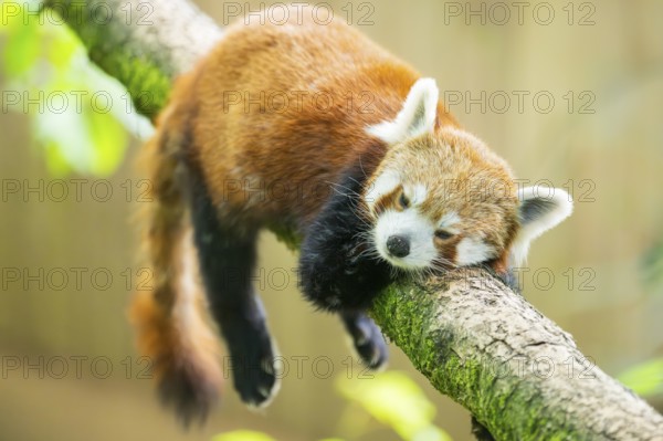 Red panda (Ailurus fulgens) lying on a branch in a tree, Germany