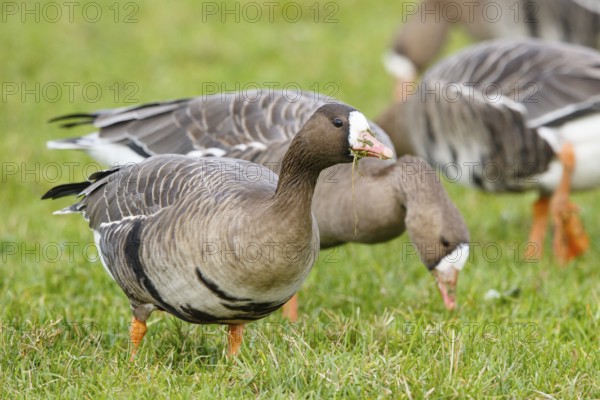 Greater White-fronted Goose (Anser albifrons) foraging, North Rhine-Westphalia, Germany