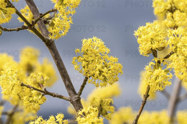 Cornelian cherry (Cornus mas), Germany