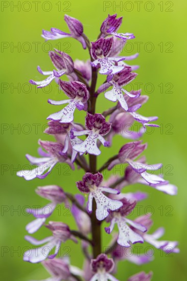Purple Orchid (Orchis purpurea), Leutra, Jena, Thuringia, Germany