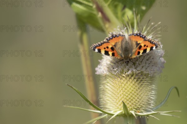 Small tortoiseshell butterfly (Aglais urticae) adult insect feeding on a Teasel flower in summer, RSPB Frampton marsh nature reserve, Lincolnshire, England, United Kingdom