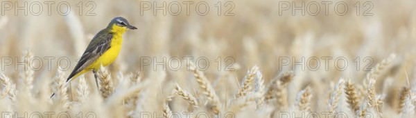 Blue-headed Yellow Wagtail, (Motacilla flava flava), Bergeronnette printanière, Lavandera Boyera, animals, bird, birds, biotope, habitat, foraging, Plateau Oberflörsheim, district of Alzey, Rhineland-Palatinate, Germany