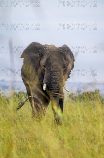 African elephant (Loxodonta africana), in tall grass, Serengeti National Park, Tanzania