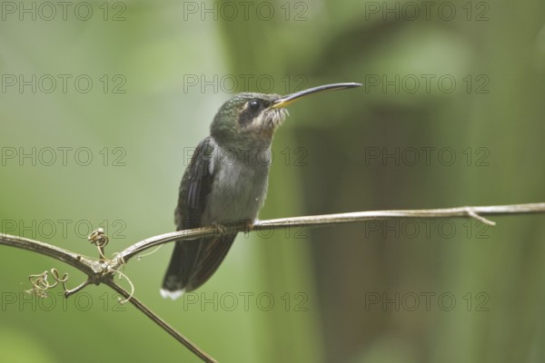 Band-tailed Barbthroat (Threnetes ruckeri), Ecuador