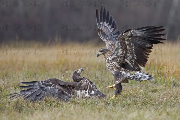 White-tailed Eagle (Haliaeetus albicilla) juvenile, Poland