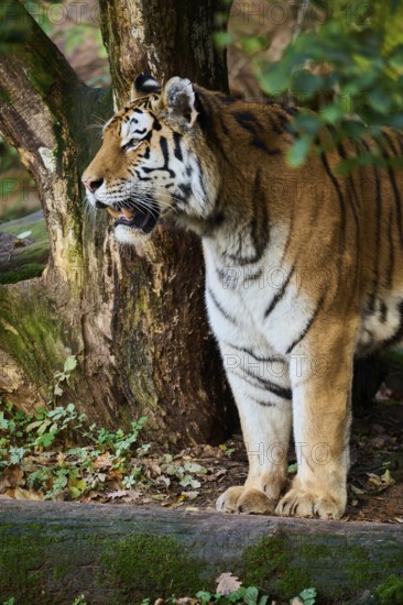 Siberian tiger (Panthera tigris altaica) standing on a rock, Germany