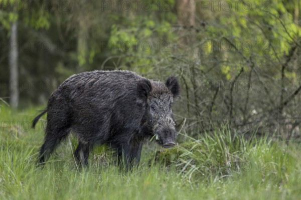 A wild boar (Sus scrofa) in early summer, spring, Denmark