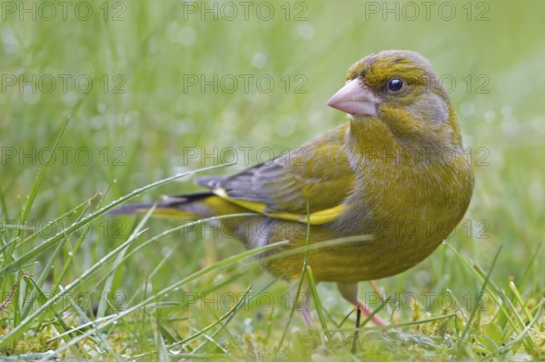 European Greenfinch (Chloris chloris), Saxony-Anhalt, Germany