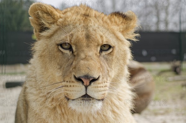 Portrait of a young lion in a care center. Poznan, Pola