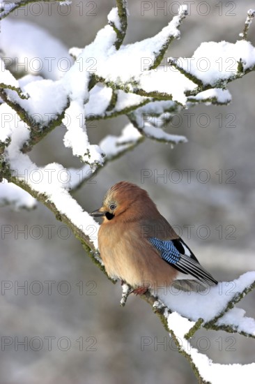 Jay, European Jay, Jay, eurasian jay (Garrulus glandarius), Geai des chênes, Arrendajo Común, Arrendajo, on perch, winter, snow, Ormoz area, Ormoz, Podravska, Slovenia
