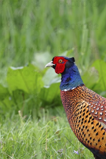 Pheasant, hunting pheasant (Phasianus colchicus), adult male bird in a meadow, animal portrait, wildlife, Lembruch, Ochsen Moor, Dümmer nature park Park, Lower Saxony, Germany