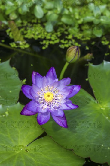 Blue-purple coloured tropical water lily in garden pond, Gigantea Dark Purple, water lily, duckweed, Baden-Württemberg, Germany
