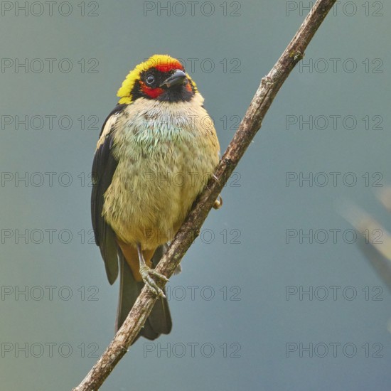 Flame-faced Tanager (Tangara parzudakii), Ecuador