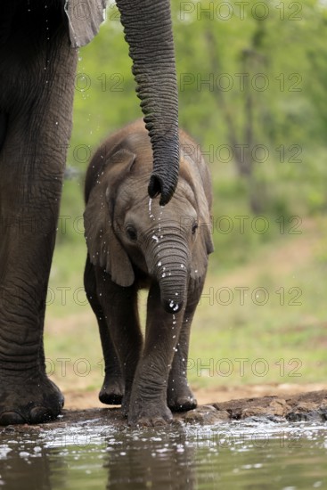 African elephant (Loxodonta africana), young animal, mother, young animal with mother, at the water, drinking, Kruger National Park, Kruger National Park, South Africa