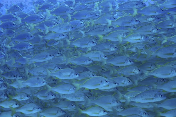 Bastard grunt (Pomadasys incisus)