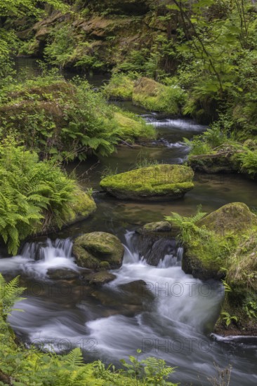 Flowing, silky water with ferns and rocks in the Edmunds Gorge, river Kamnitz, Hrensko, Ustecky kraj, Czech Republic