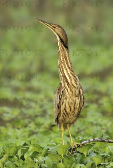 American Bittern (Botaurus lentiginosus), Texas, USA
