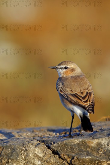Isabelline Wheatear, (Oenanthe isabellina), biotope, habitat, foraging, animals, birds, songbird, flycatcher family Salalah, Al Mughsyal, Muscat, Oman