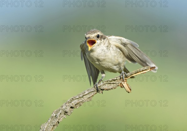 Red-backed Shrike (Lanius collurio) juvenile begging for food, Aosta Valley, Italy