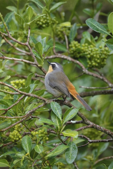 Cape Robin (Cossypha caffra), adult, on bush, vigilant, foraging, Kirstenbosch Botanic Gardens, Cape Town, South Africa