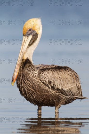 Brown Pelican (Pelecanus occidentalis), Florida, USA