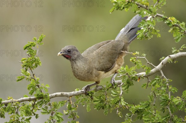 Plain Chachalaca (Ortalis vetula mccalli), Texas, USA
