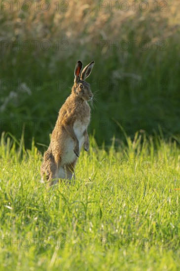 European hare (Lepus europaeus) standing on its hind paws in a green meadow, making a cone, wildlife, Lower Saxony, Germany
